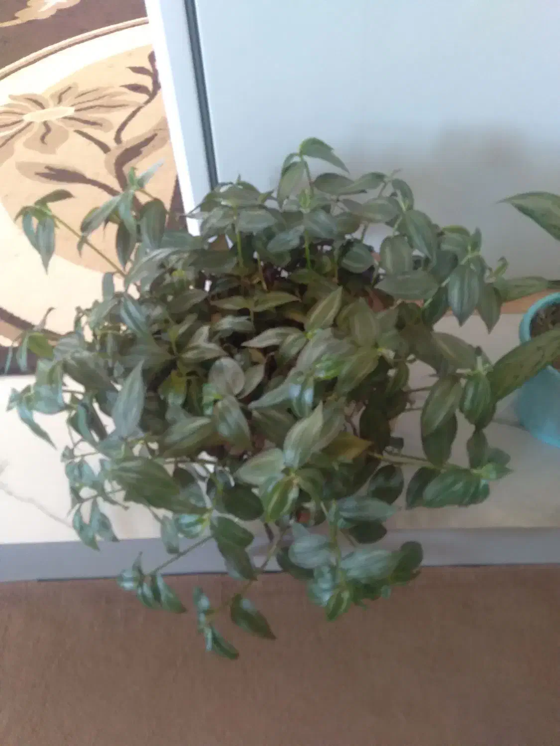 گل چشم اهویی|گل و گیاه طبیعی|نورآباد, |دیوار