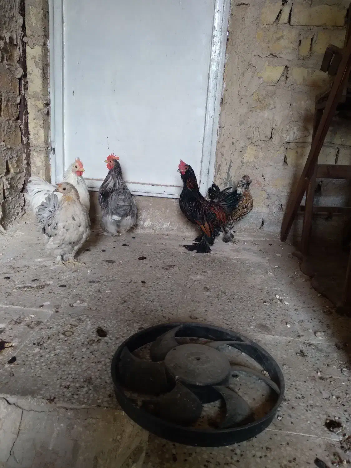 مرغ و خروس|حیوانات مزرعه|قم, بیانی|دیوار