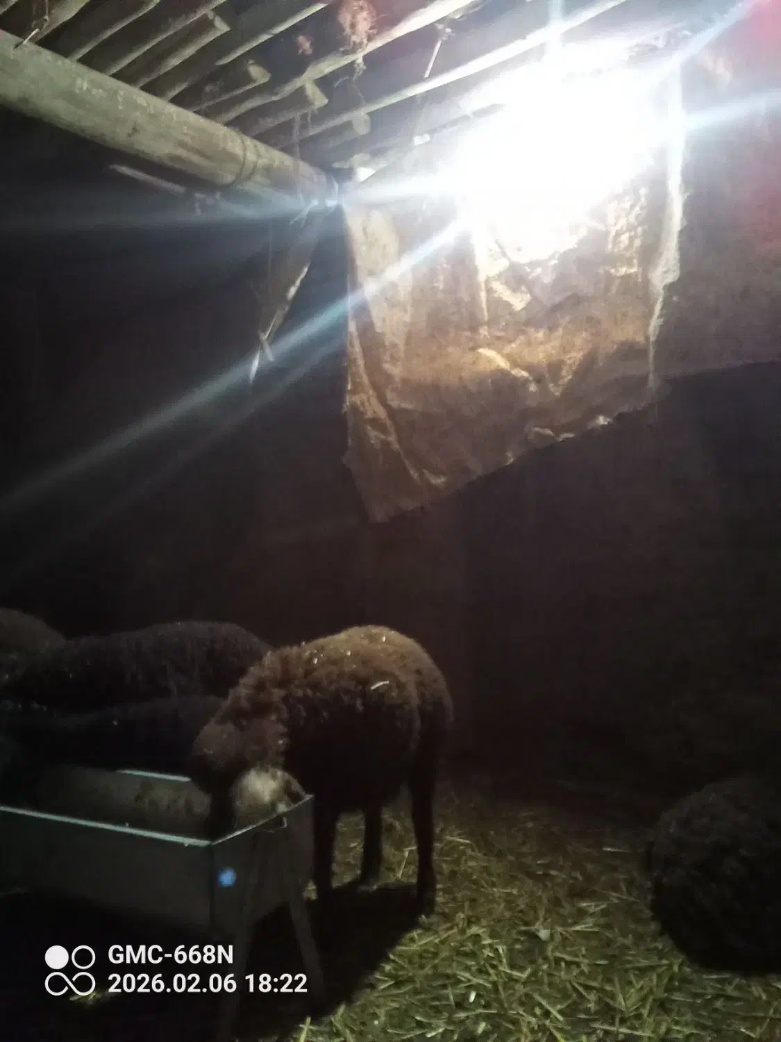 بره|حیوانات مزرعه|بوئین زهرا, |دیوار