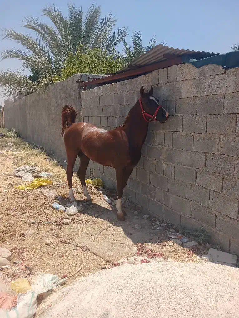 اسب نریون|اسب و تجهیزات اسب‌سواری|کازرون, |دیوار