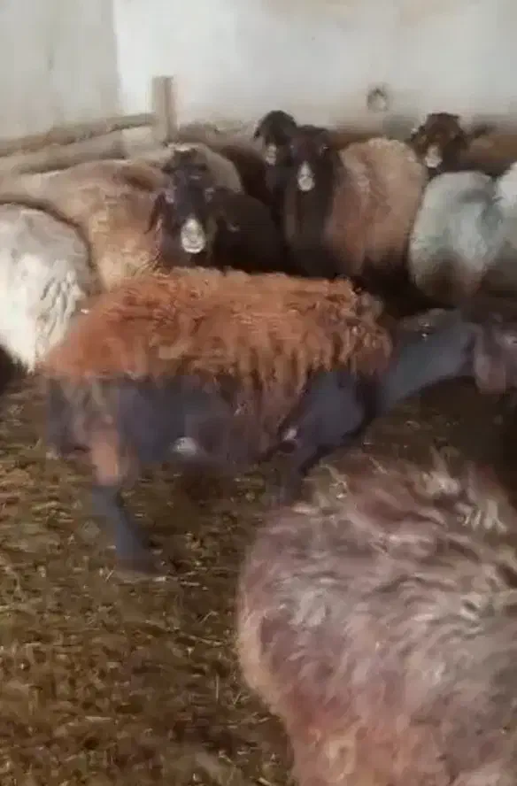 میش و بره|حیوانات مزرعه|شاهرود, |دیوار