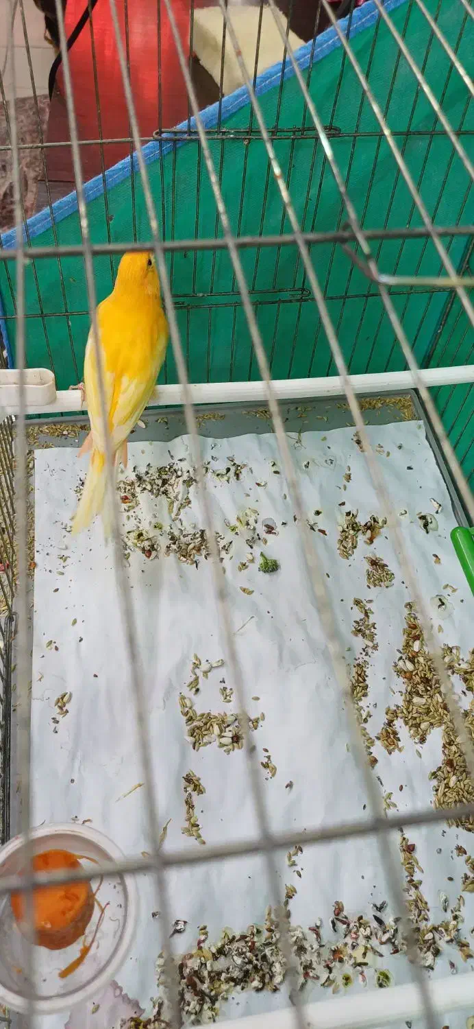 قناری نر قرمز|پرنده|اردبیل, |دیوار