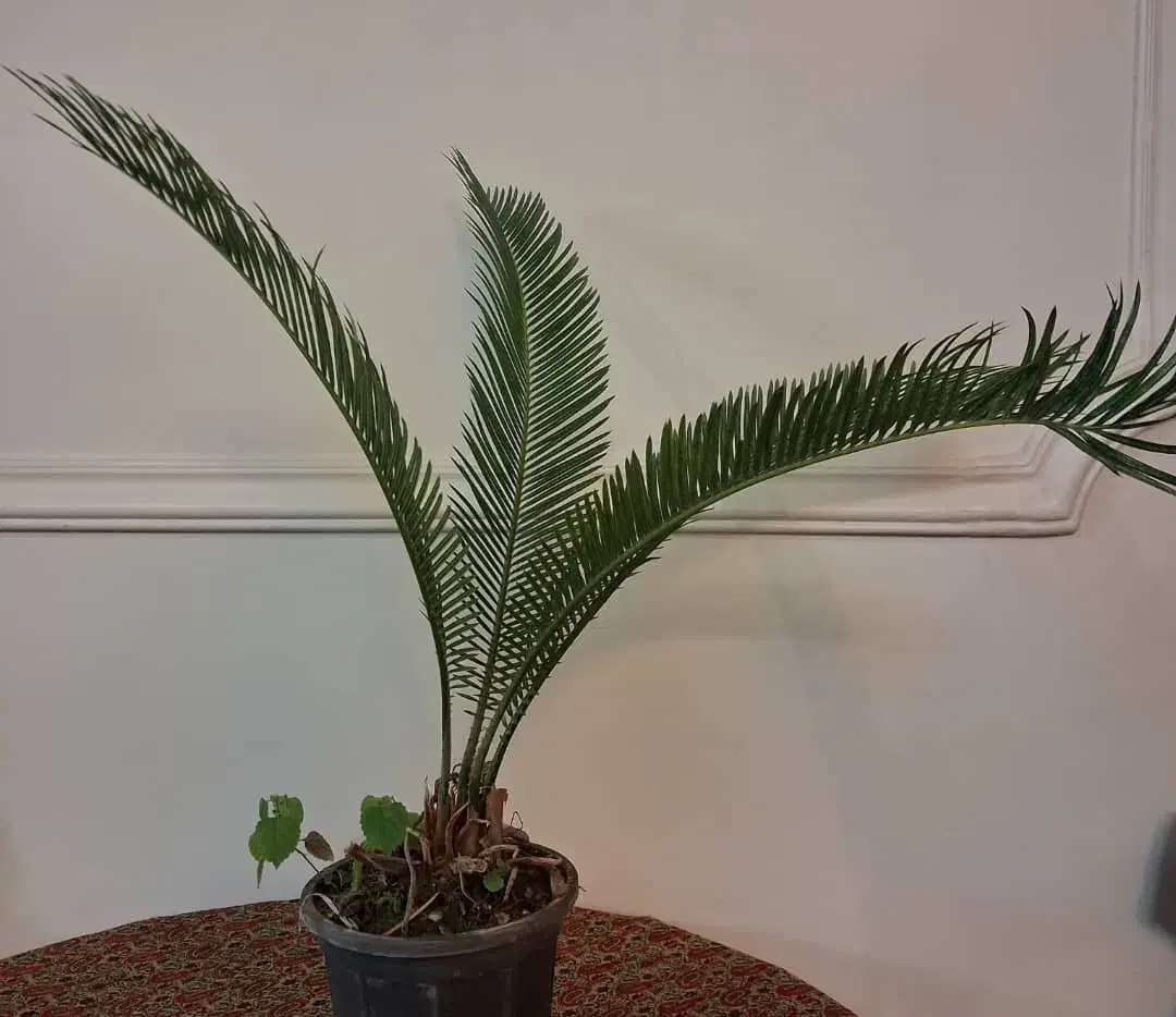 گل وگیاه|گل و گیاه طبیعی|تهران, تهرانسر مرکزی|دیوار