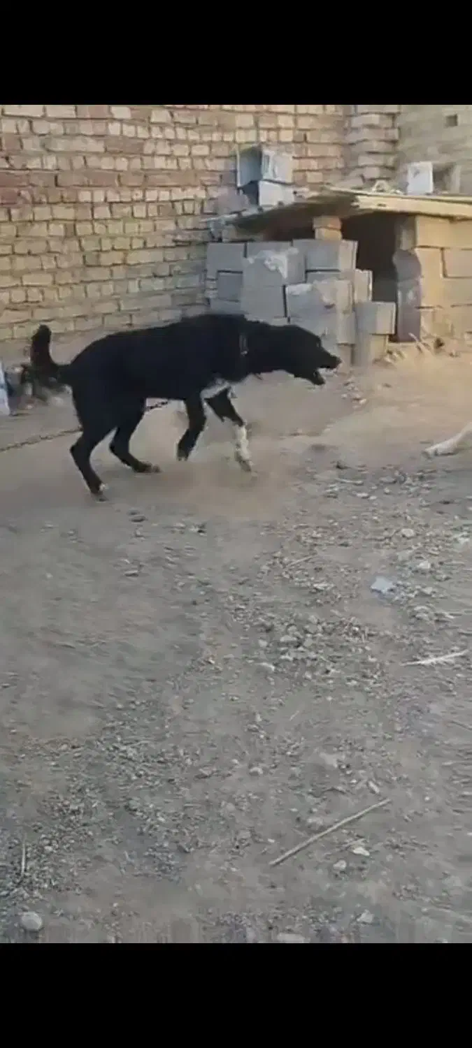 توله واگذاری|سگ|خرقان, |دیوار