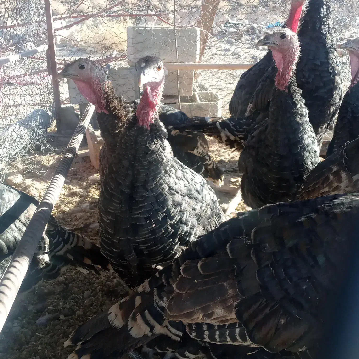 بوقلمون ماده ونر محلی|حیوانات مزرعه|تفتان, |دیوار