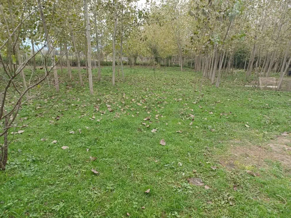 ۲۳۰۰ متر زمین باغی قاضیان سنگر رشت|فروش زمین و ملک کلنگی|سنگر, |دیوار