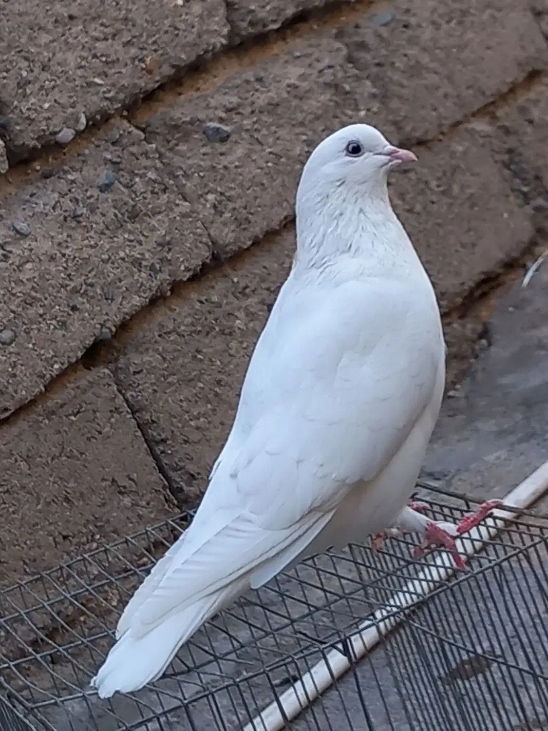 کبوتر|پرنده|جیرفت, |دیوار