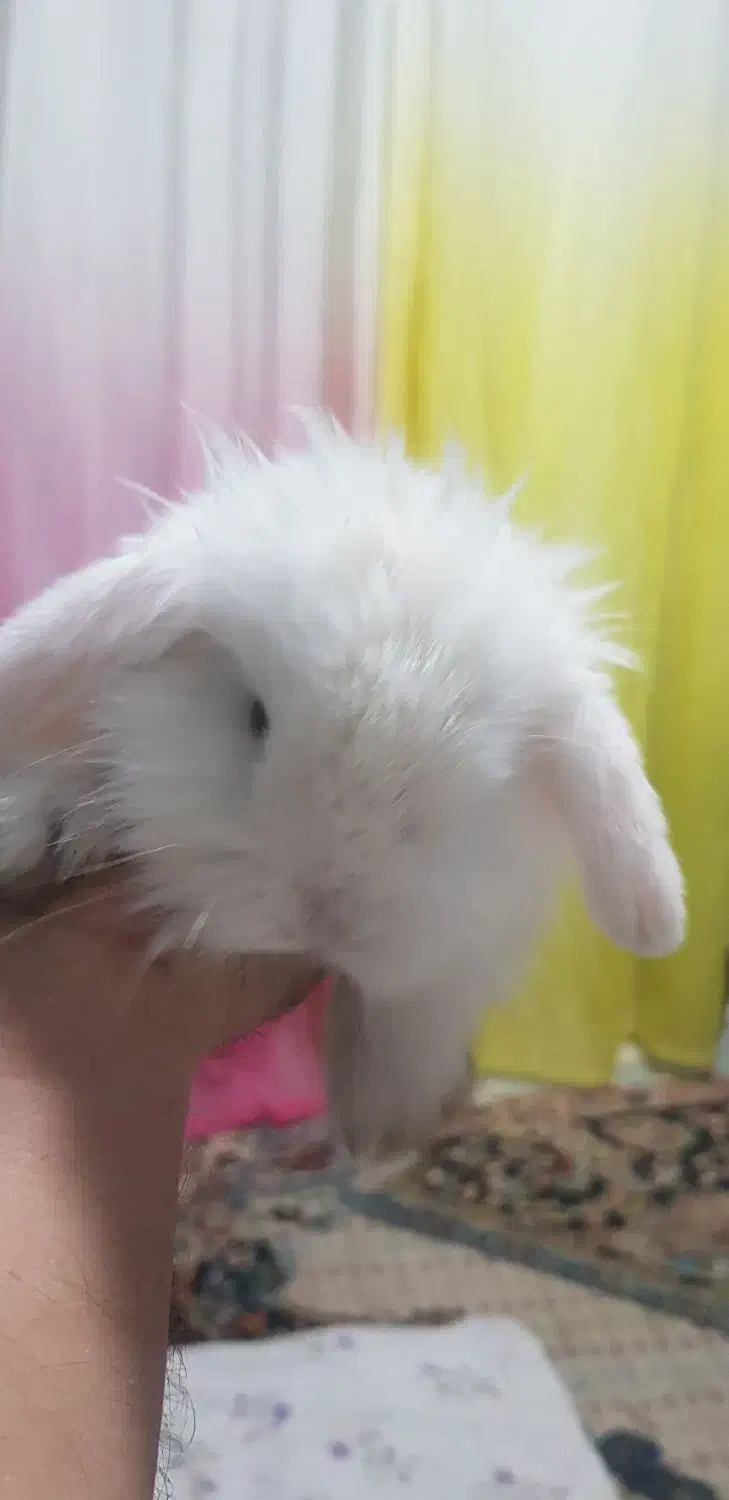 خرگوش مینی لپ|موش و خرگوش|مشهد, شهید آوینی|دیوار