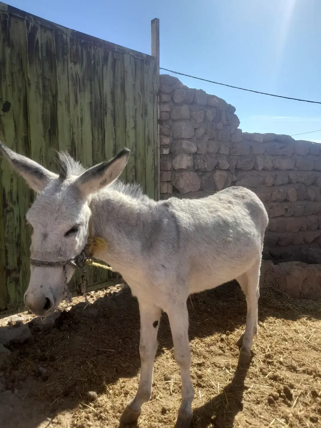 الاغ|حیوانات مزرعه|چگنی, |دیوار