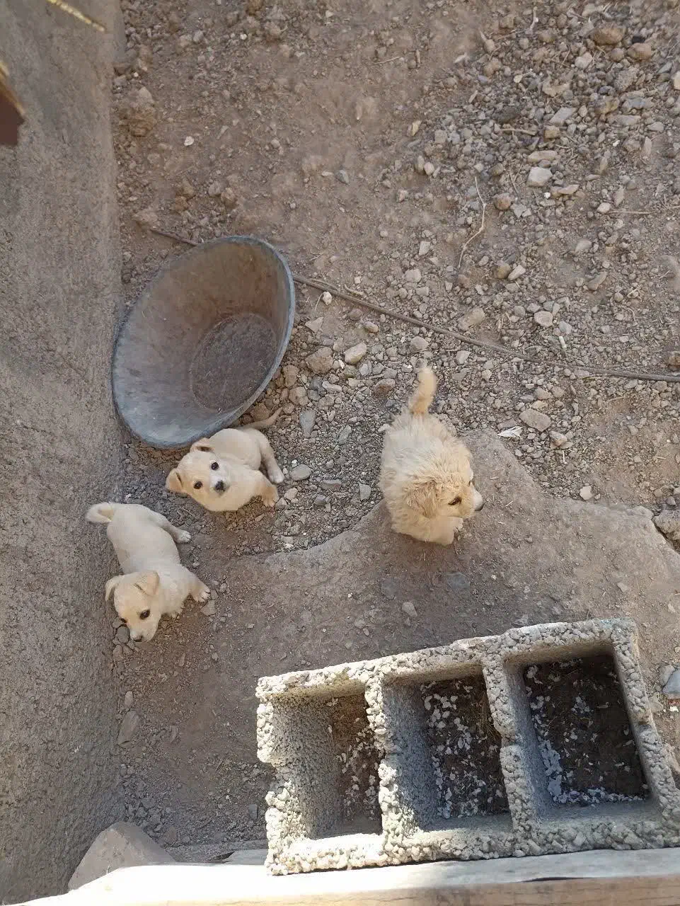 واگذاری سه عد توله پامر شیواوا نر نصف قیمت|سگ|قم, دانش|دیوار