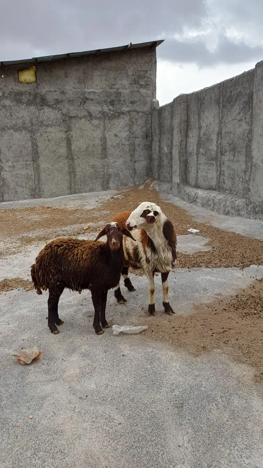 خنداب طورگیر|حیوانات مزرعه|قره چای, |دیوار