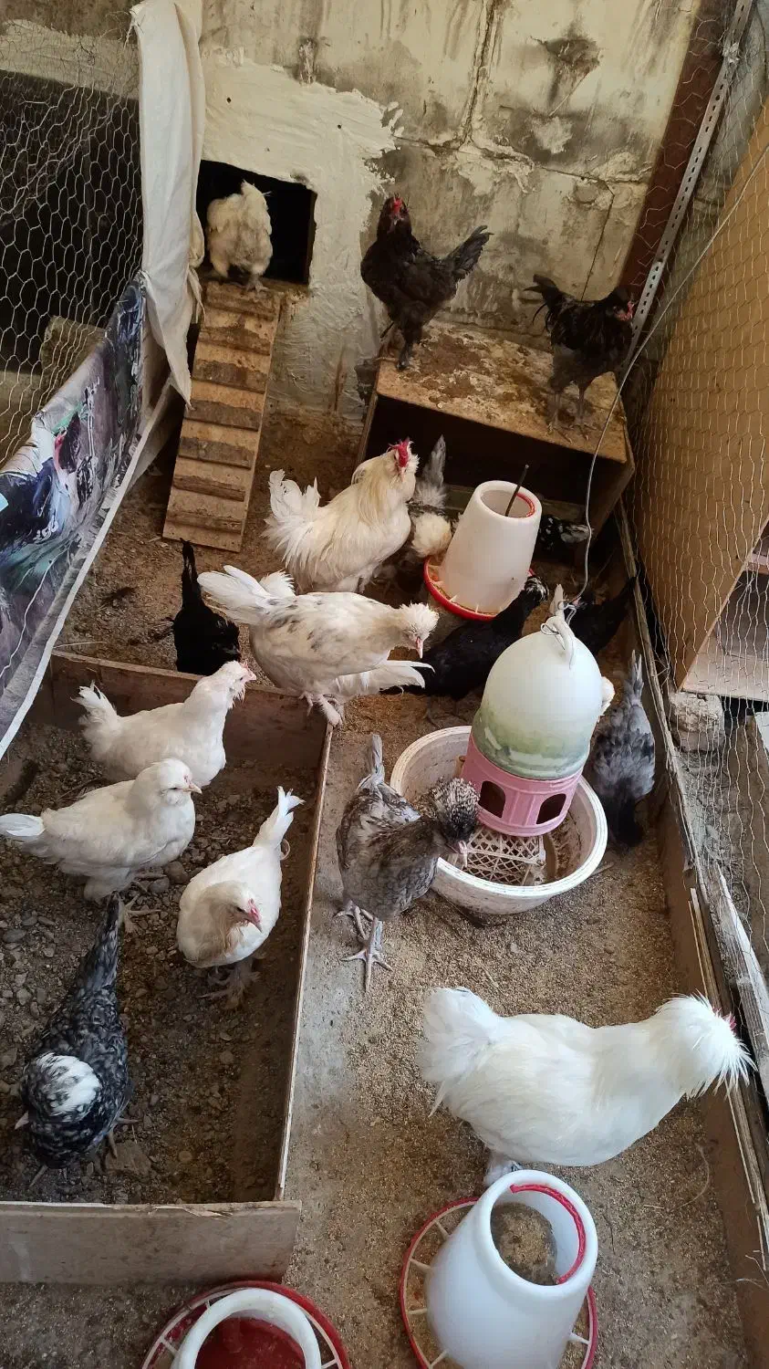 مرغ، خروس و نیمچه سلطان|حیوانات مزرعه|فردیس, فردیس|دیوار