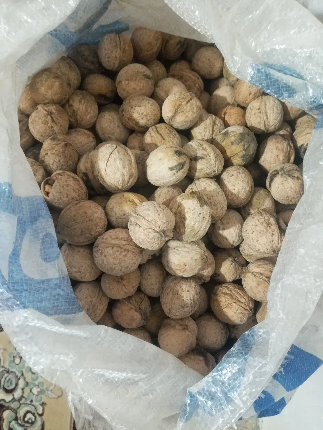 گردو کیلو ۵۰۰|حراج|دهدشت, |دیوار