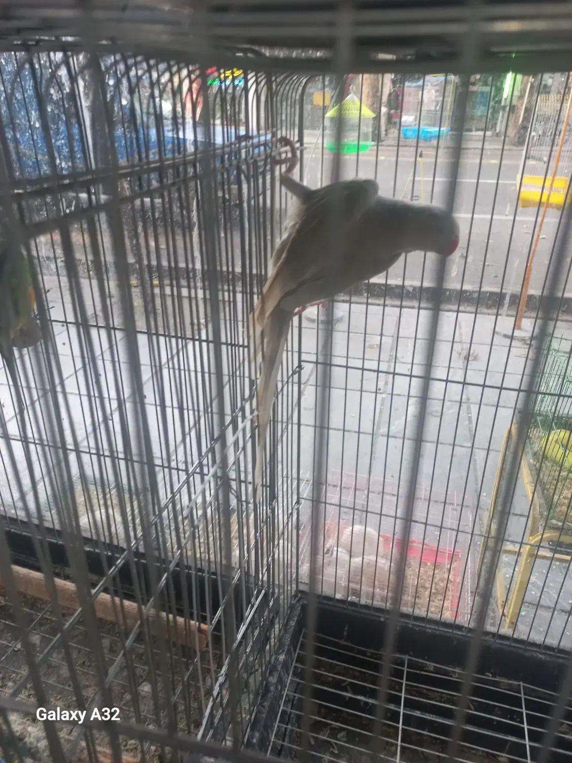 ملنگو سفید کم یاب|پرنده|ساری, |دیوار