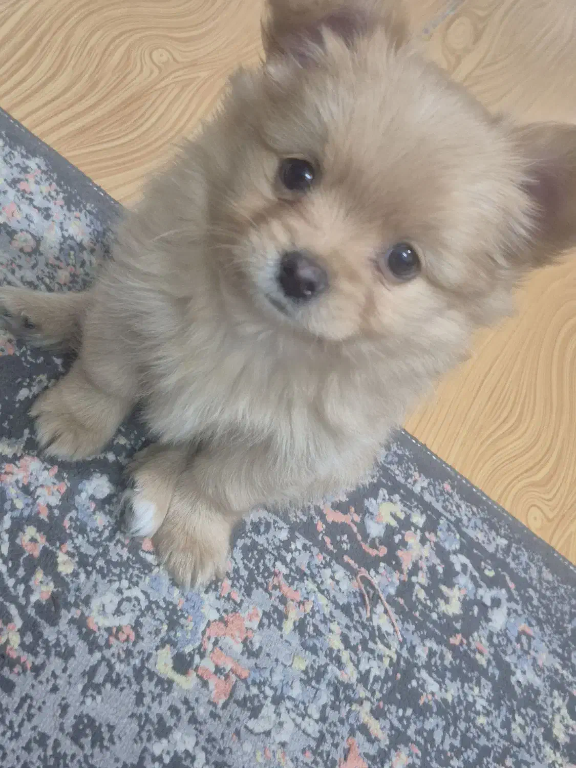 سگ پامرین|سگ|اسلام‌شهر, مطهری|دیوار