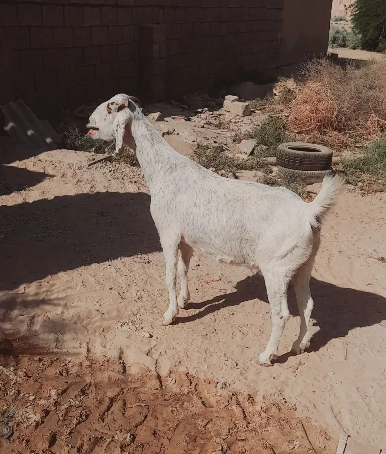 خوزستان هندیجان|حیوانات مزرعه|هندیجان, |دیوار