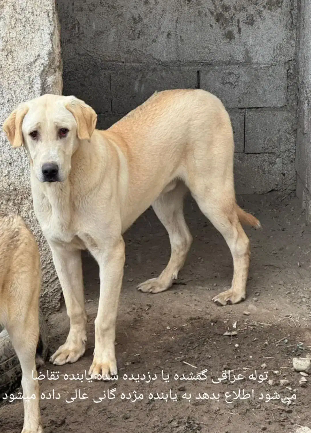 سگ گمشده|سگ|سلماس, |دیوار