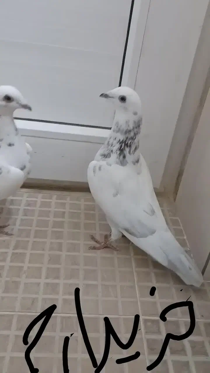 کبوتر گوره سفید|پرنده|بوشهر, |دیوار