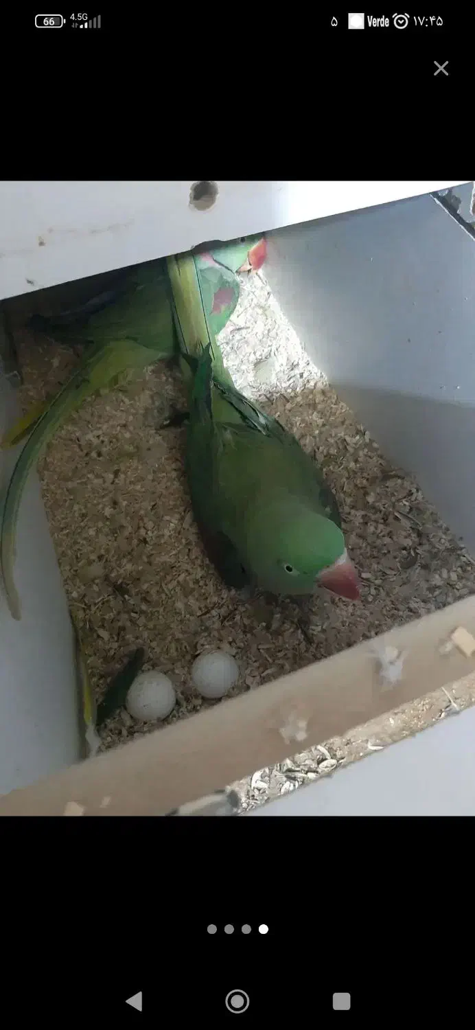 شاه طوطی|پرنده|ارومیه, |دیوار