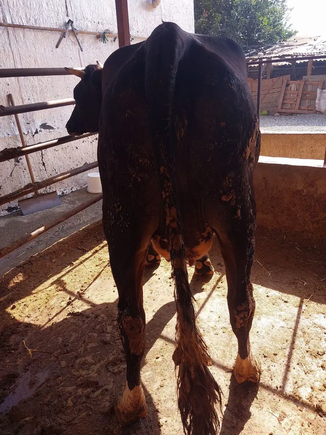 گاو آبستن|حیوانات مزرعه|نوکنده, |دیوار