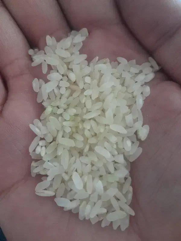 برنج اصل کامفیروز|خوردنی و آشامیدنی|کر, |دیوار