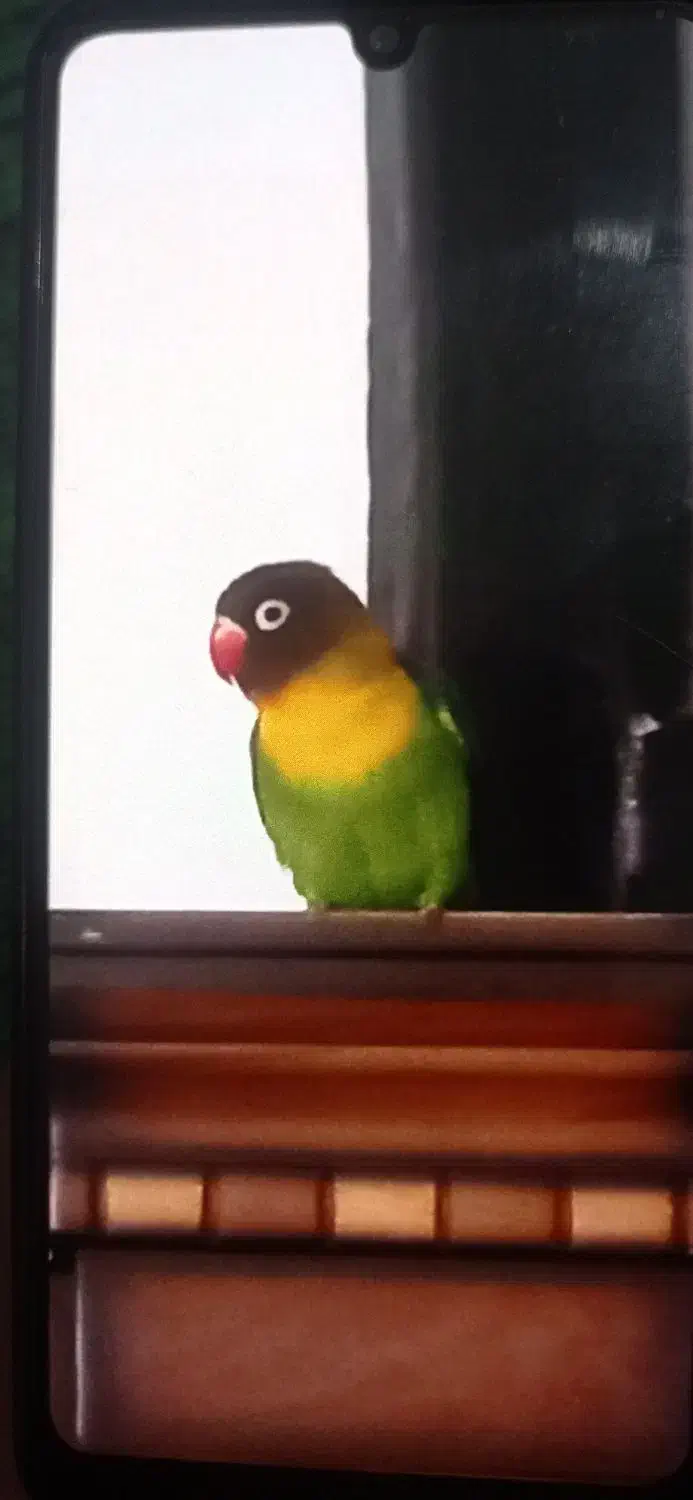 طوطی برزیلی گمشده|حیوانات|شوش, |دیوار