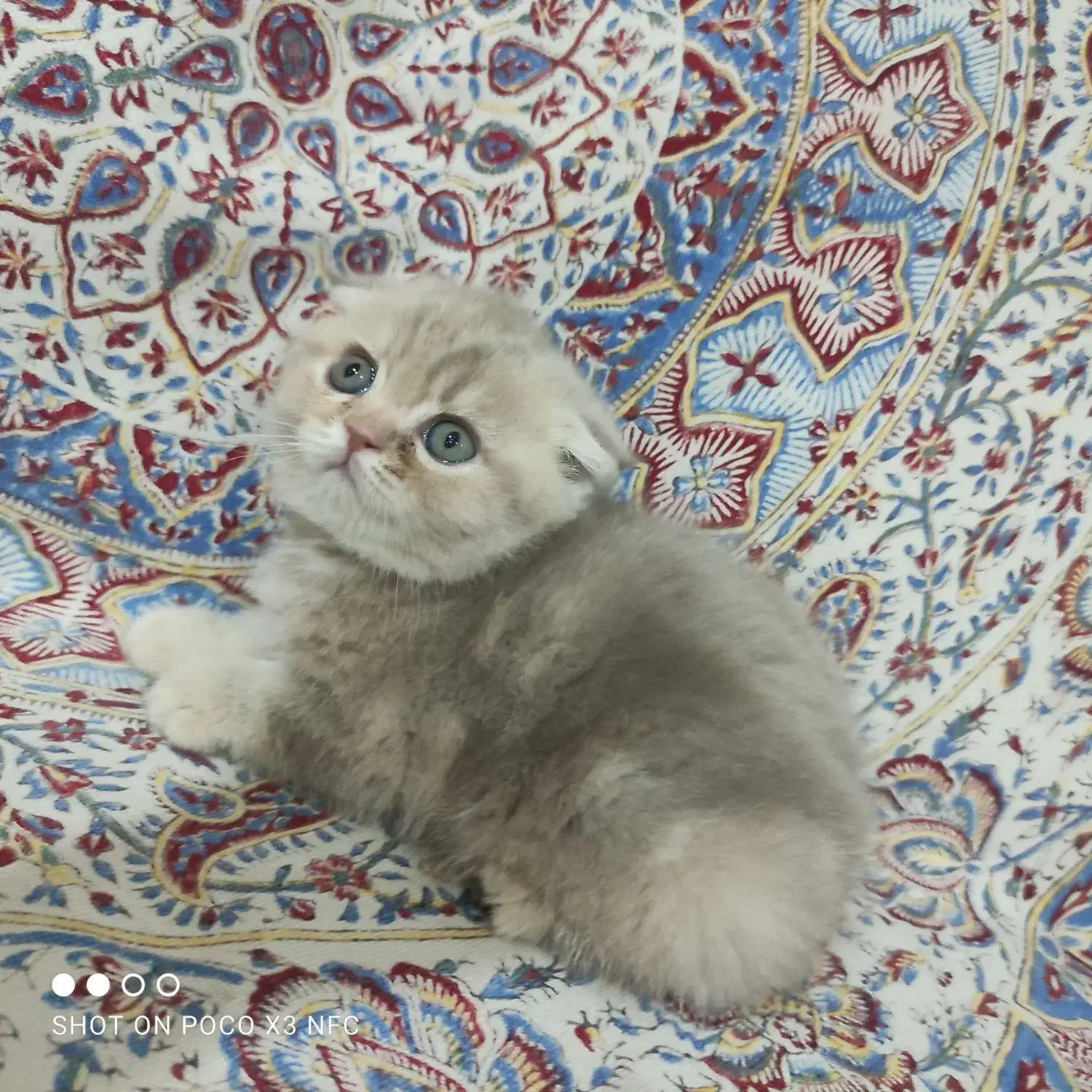 واگذاری توله اسکاتیش|گربه|تهران, جیحون|دیوار