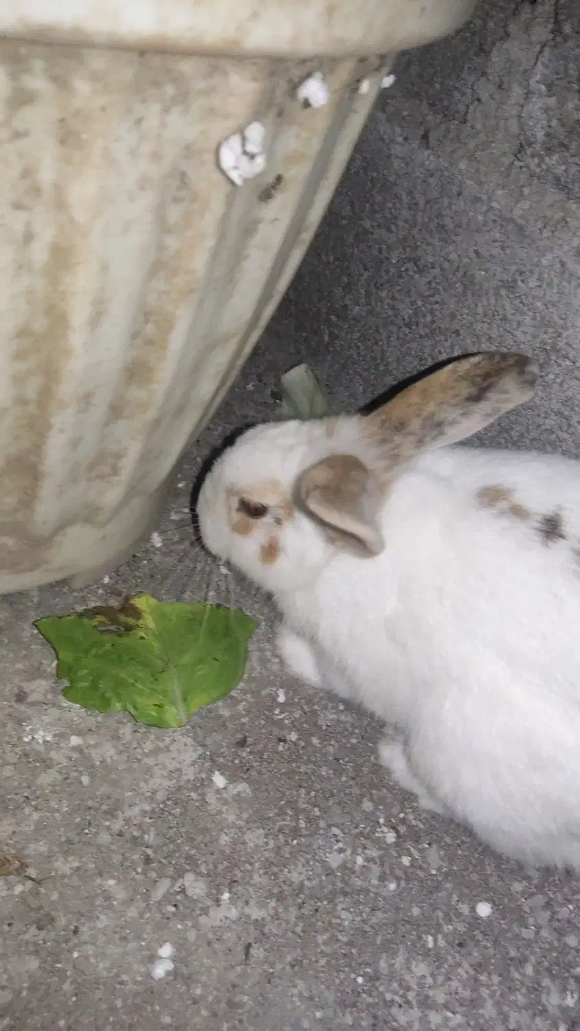 فروش خرگوش ماده|موش و خرگوش|آستانه اشرفیه, |دیوار