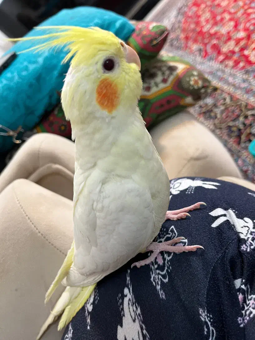 عروسی هلندی گمشده|پرنده|ایذه, |دیوار