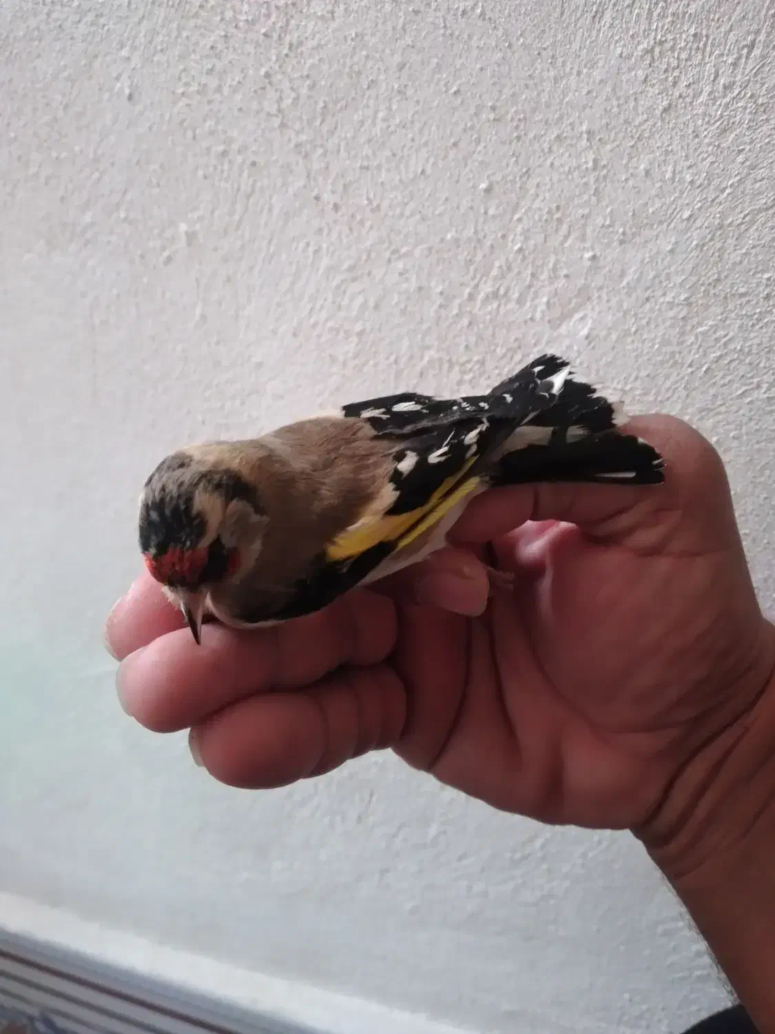 سهره ماده|پرنده|سرپل ذهاب, |دیوار