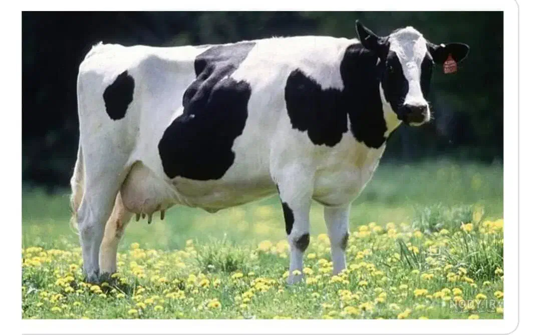 قصابی سیار|خدمات پیشه و مهارت|باوی, |دیوار