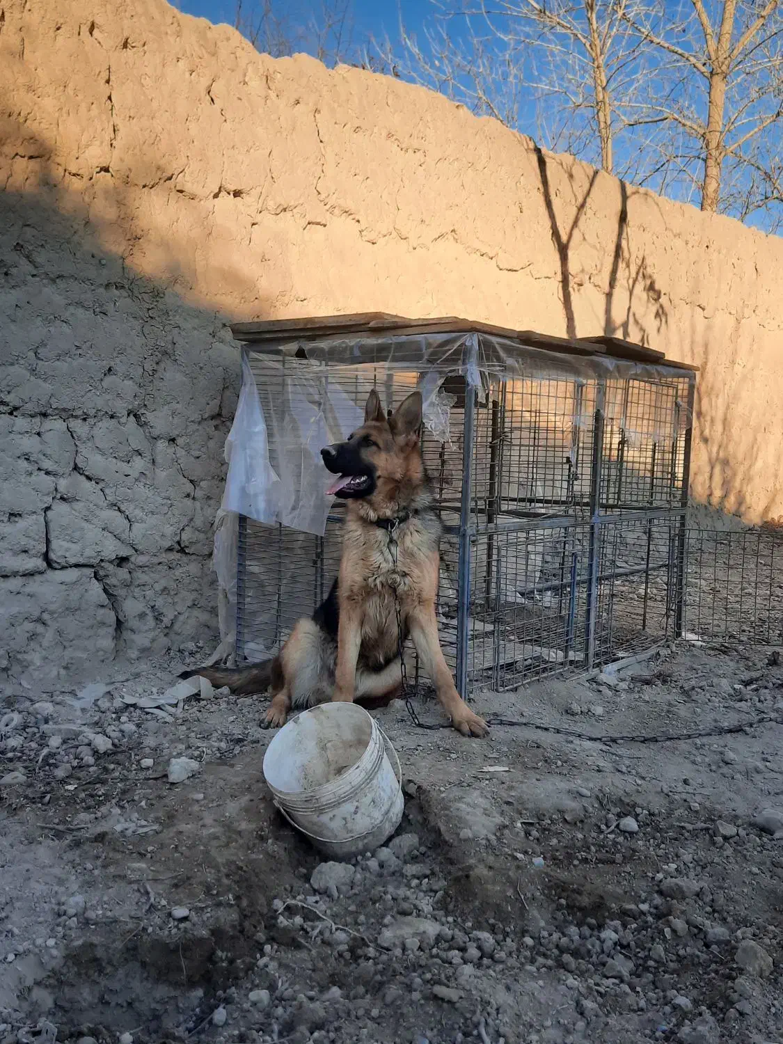 ژرمن|سگ|کرج, مصباح|دیوار