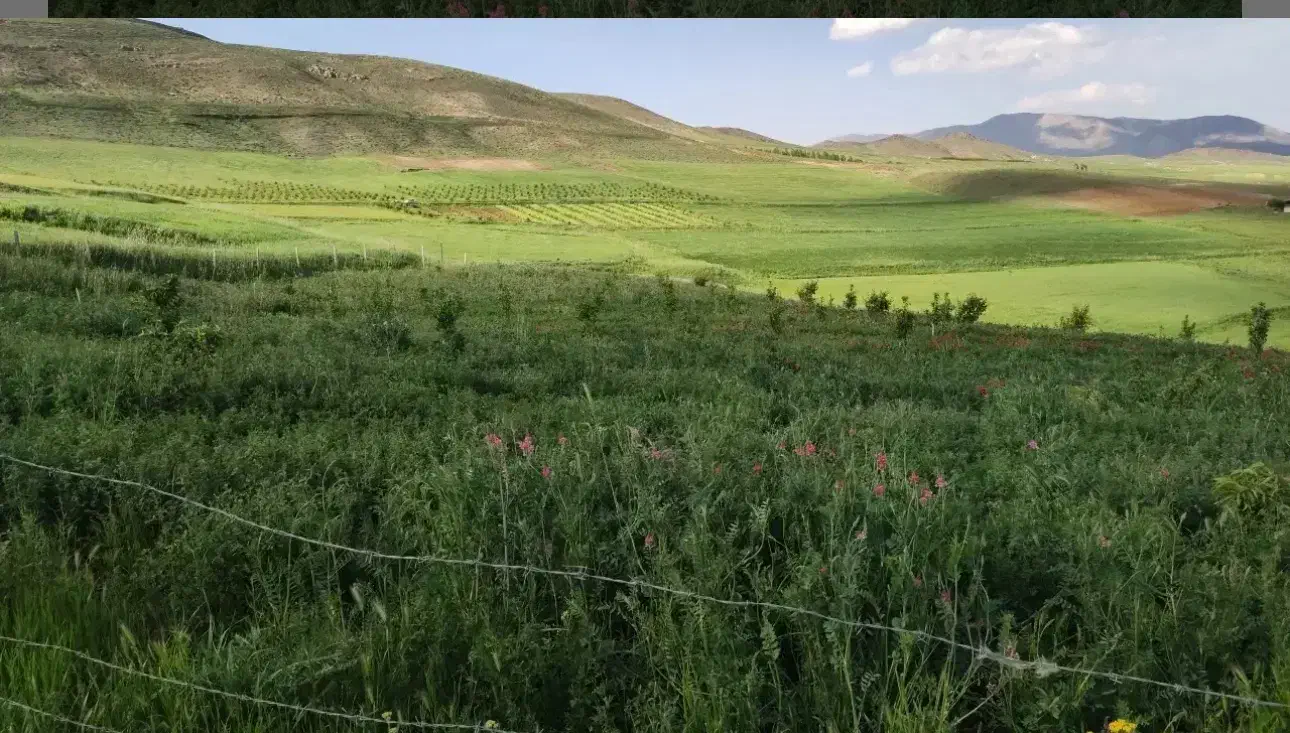 یونجه خالص خوردشده|خدمات باغبانی و درختکاری|اشنویه, |دیوار