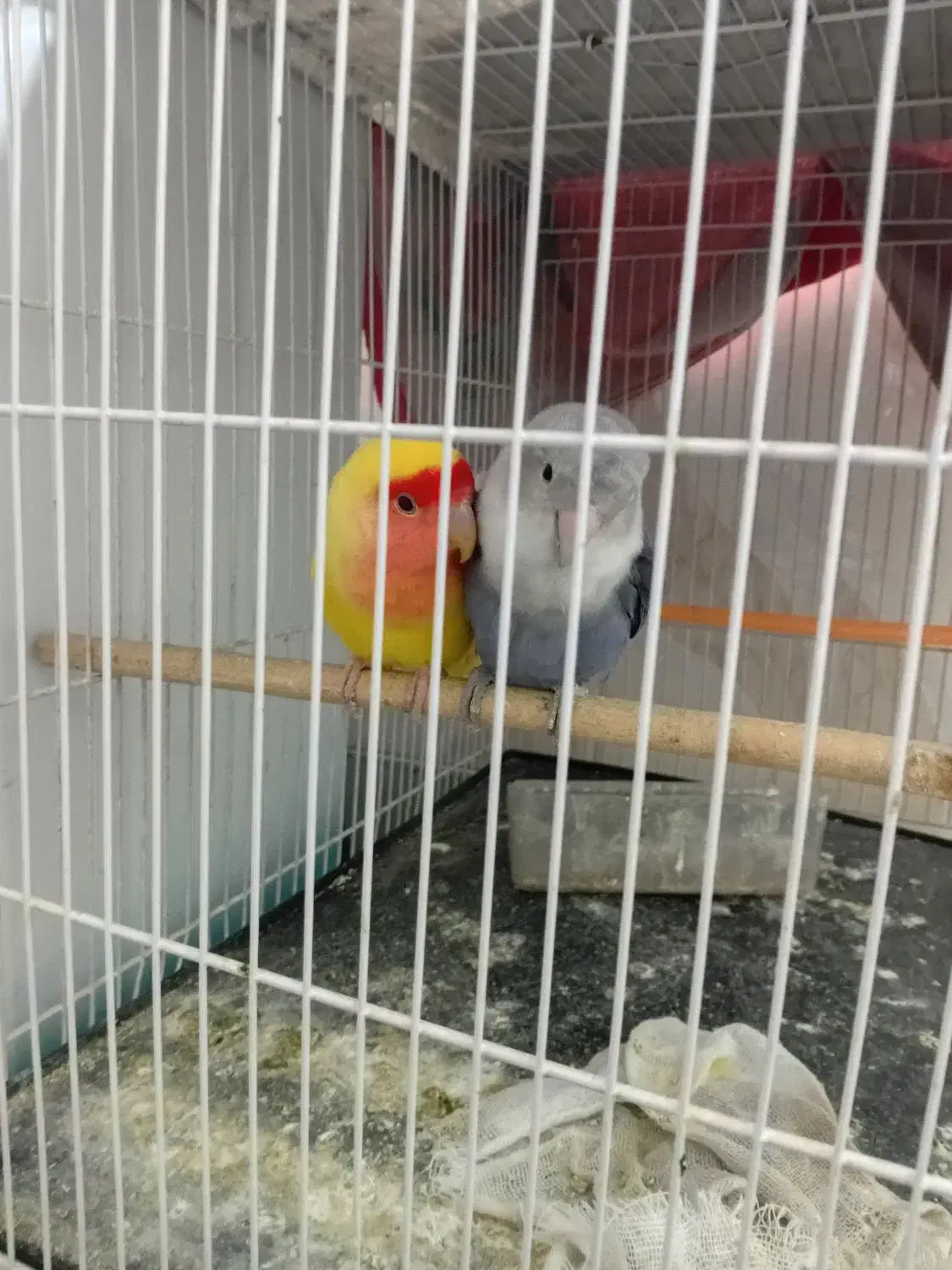 کوتوله برزیلی جفت مولد و جوجه کوتوله دستی|پرنده|مشهد, سجادیه|دیوار