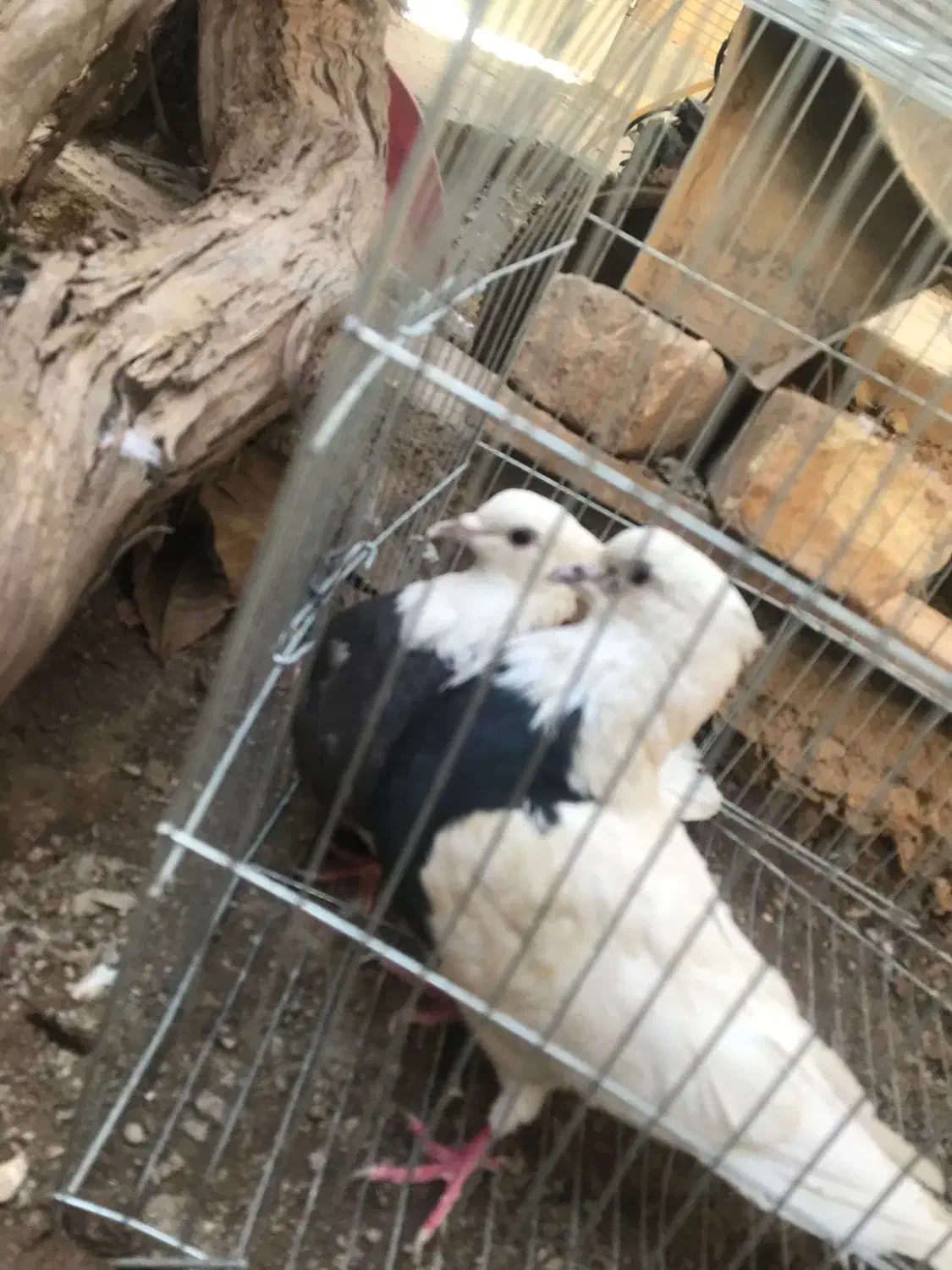 یک جفت طوقی و یدونه خرقه معاوضه با نقش|پرنده|شاهینشهر, پاسداران|دیوار