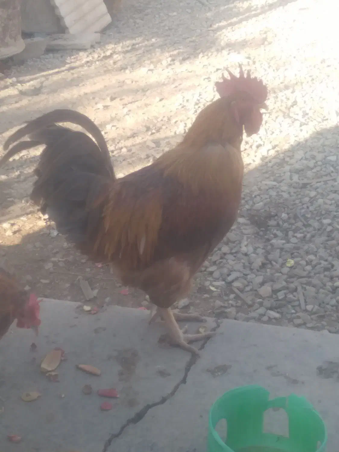 خروس جوان|حیوانات مزرعه|آبیک, |دیوار