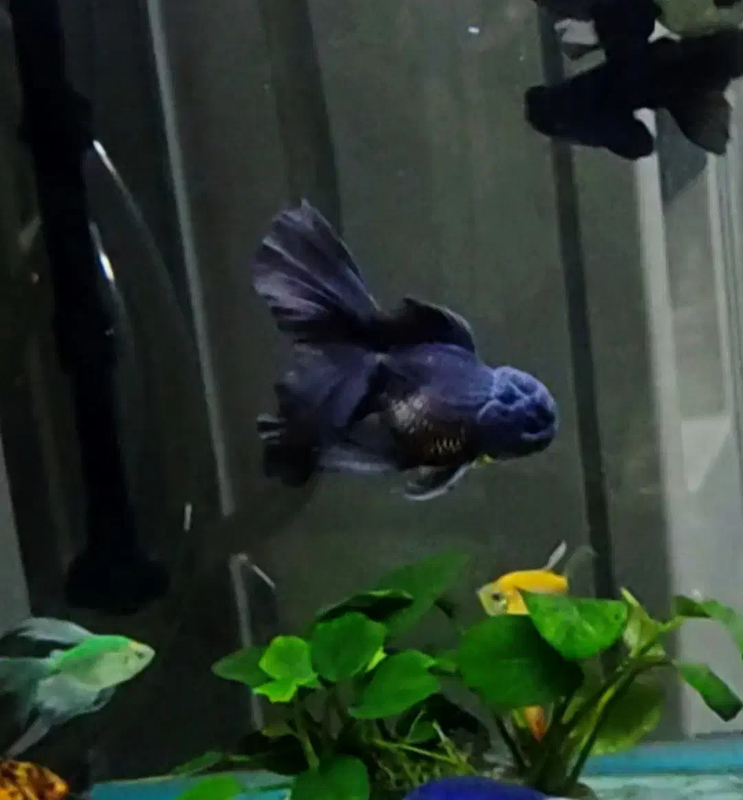 ماهی گلدفیش اُرکید تیل بوفالو گُلد تاپ گرید|ماهی|تهران, نعمتآباد|دیوار