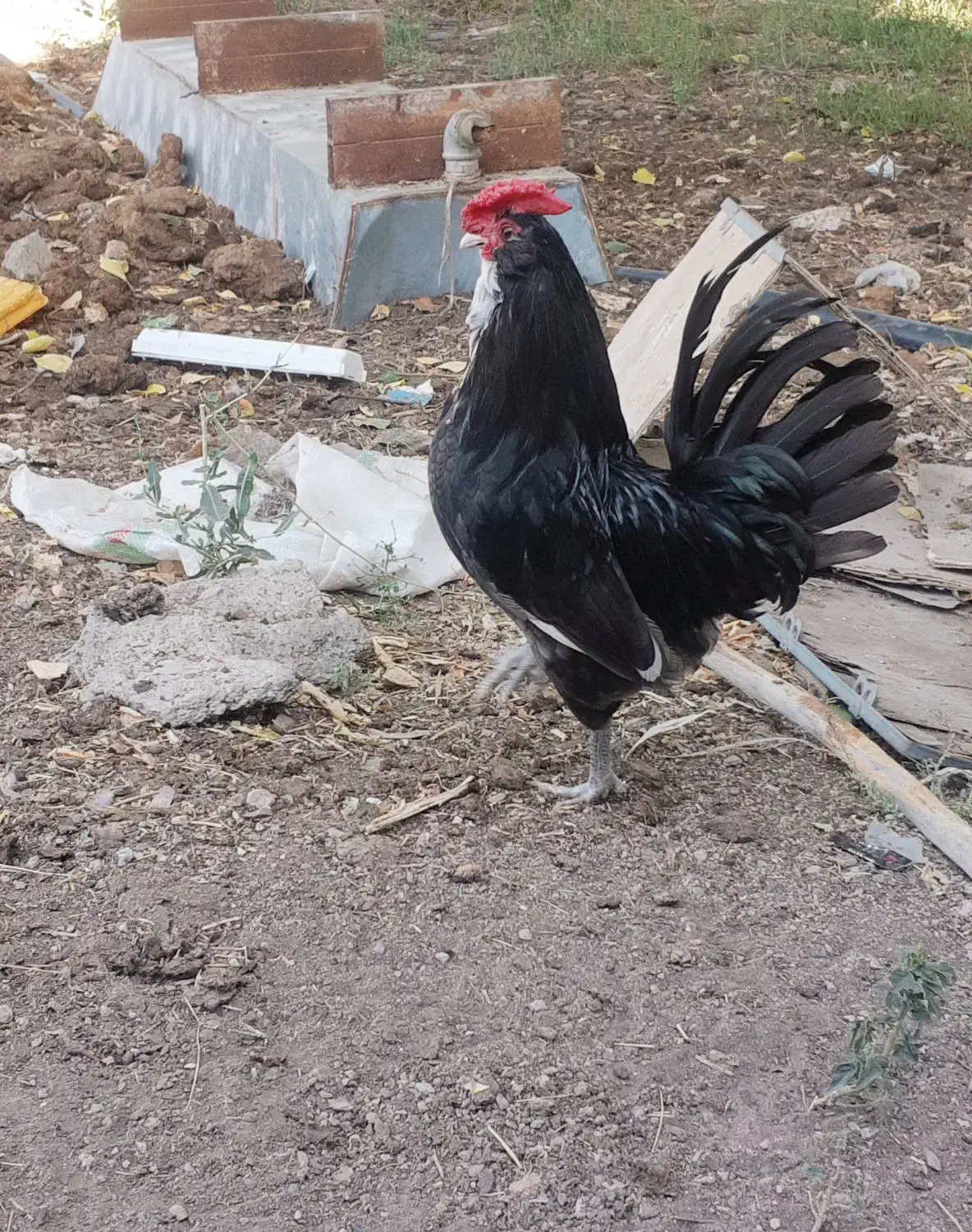 خروس چهل تاج ریشو  طوسی زغالی بدون رنگ|حیوانات مزرعه|تهران, گمرک|دیوار