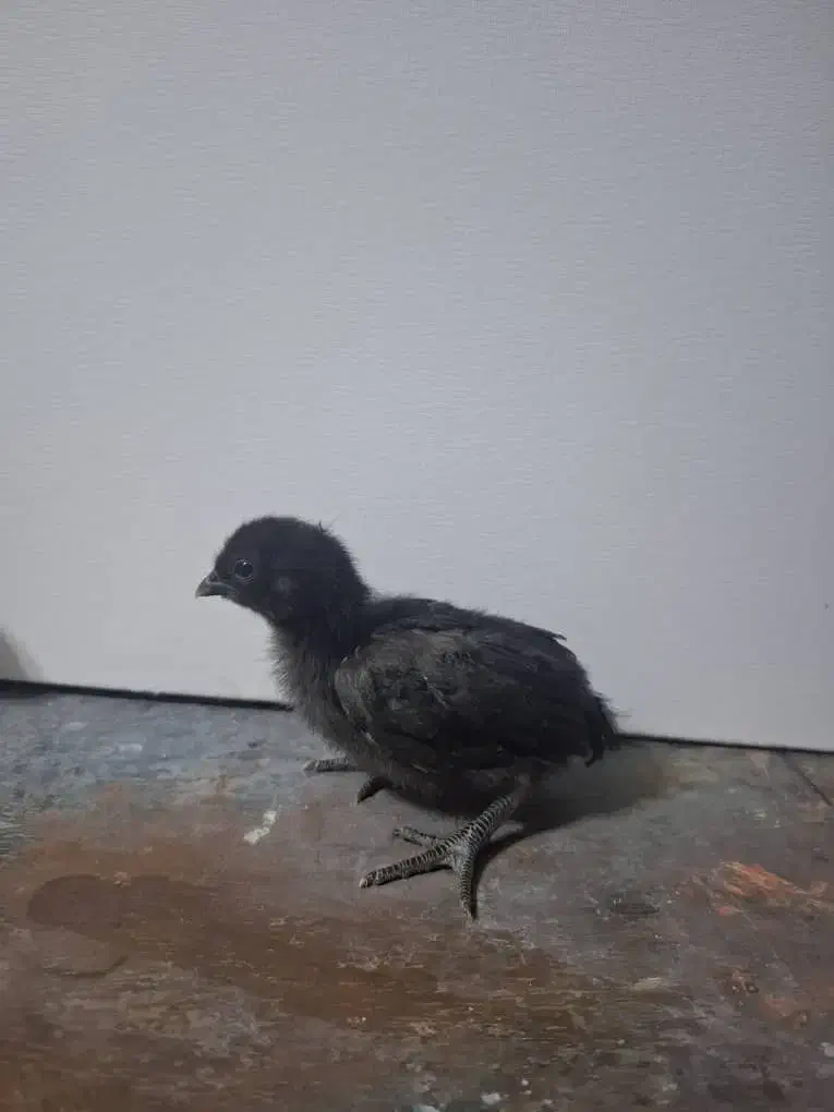 جوجه وتخم ،نژاده پیلموت راک (امروک)و ایام سمانی|حیوانات مزرعه|رشت, فخب|دیوار