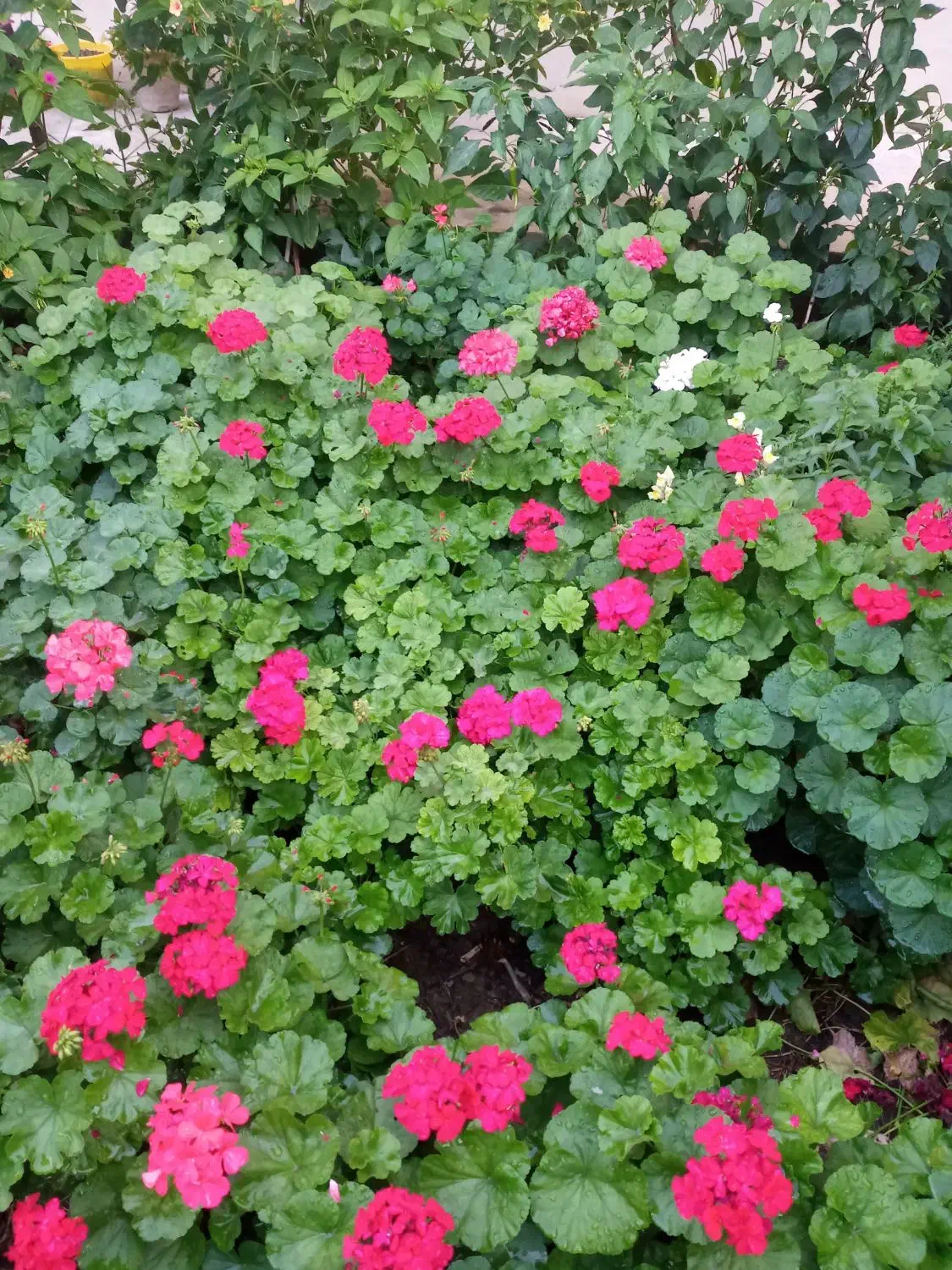 حراج شمعدانی و پدیلانتوس|گل و گیاه طبیعی|ارومیه, |دیوار