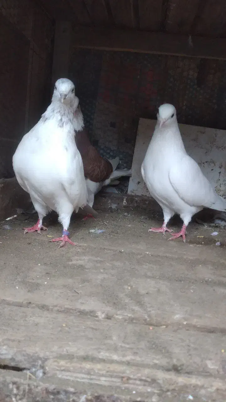 کبوتر پرشی|پرنده|رشت, پسیخان|دیوار