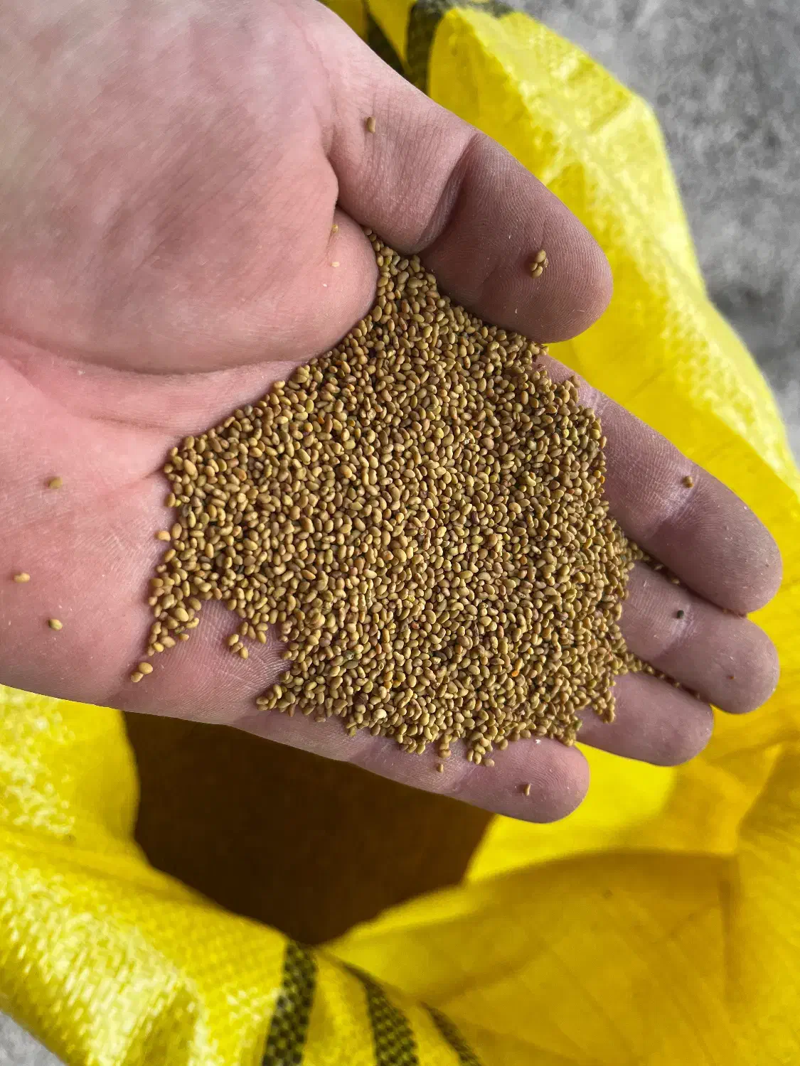 بذر یونجه|خدمات باغبانی و درختکاری|مهاباد (آذربایجان غربی), |دیوار