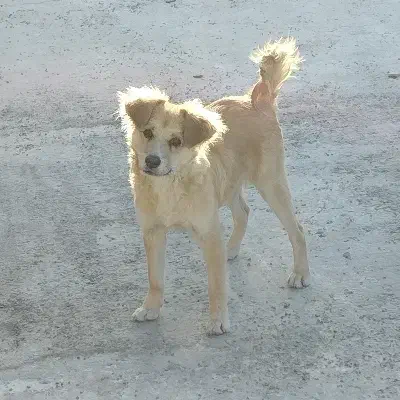 سگ پاکوتاه|سگ|یزد, |دیوار