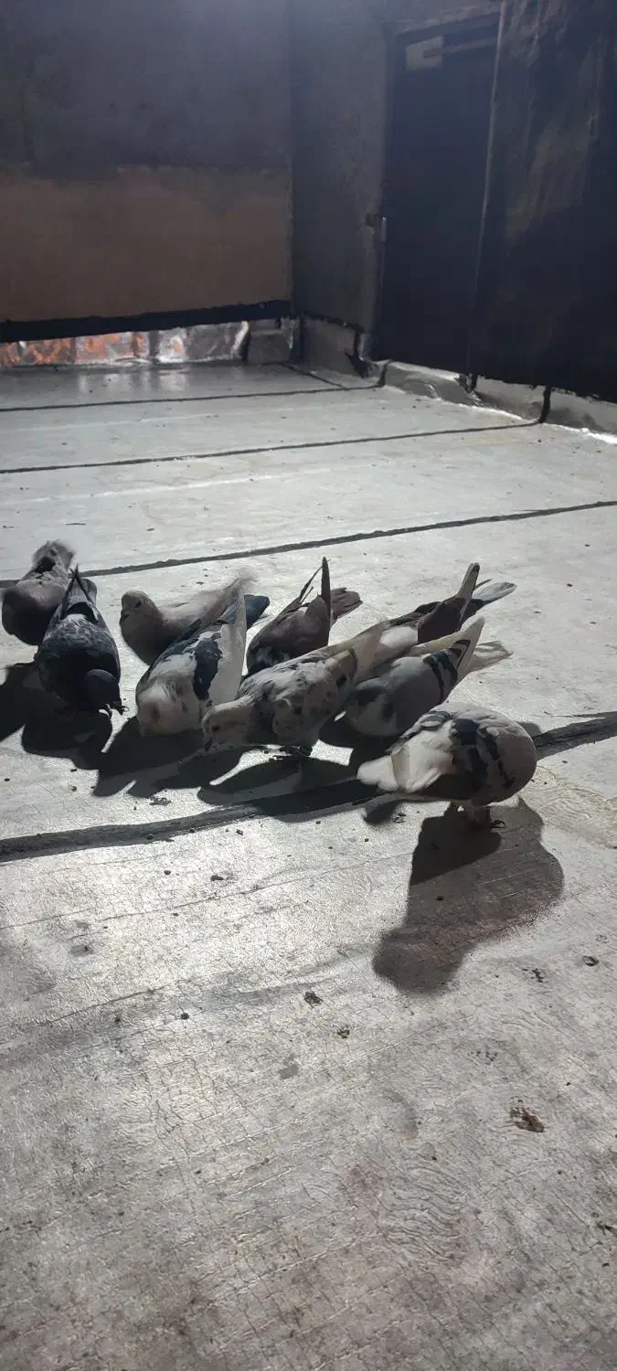 پرنده ی بوم|پرنده|قزوین, |دیوار