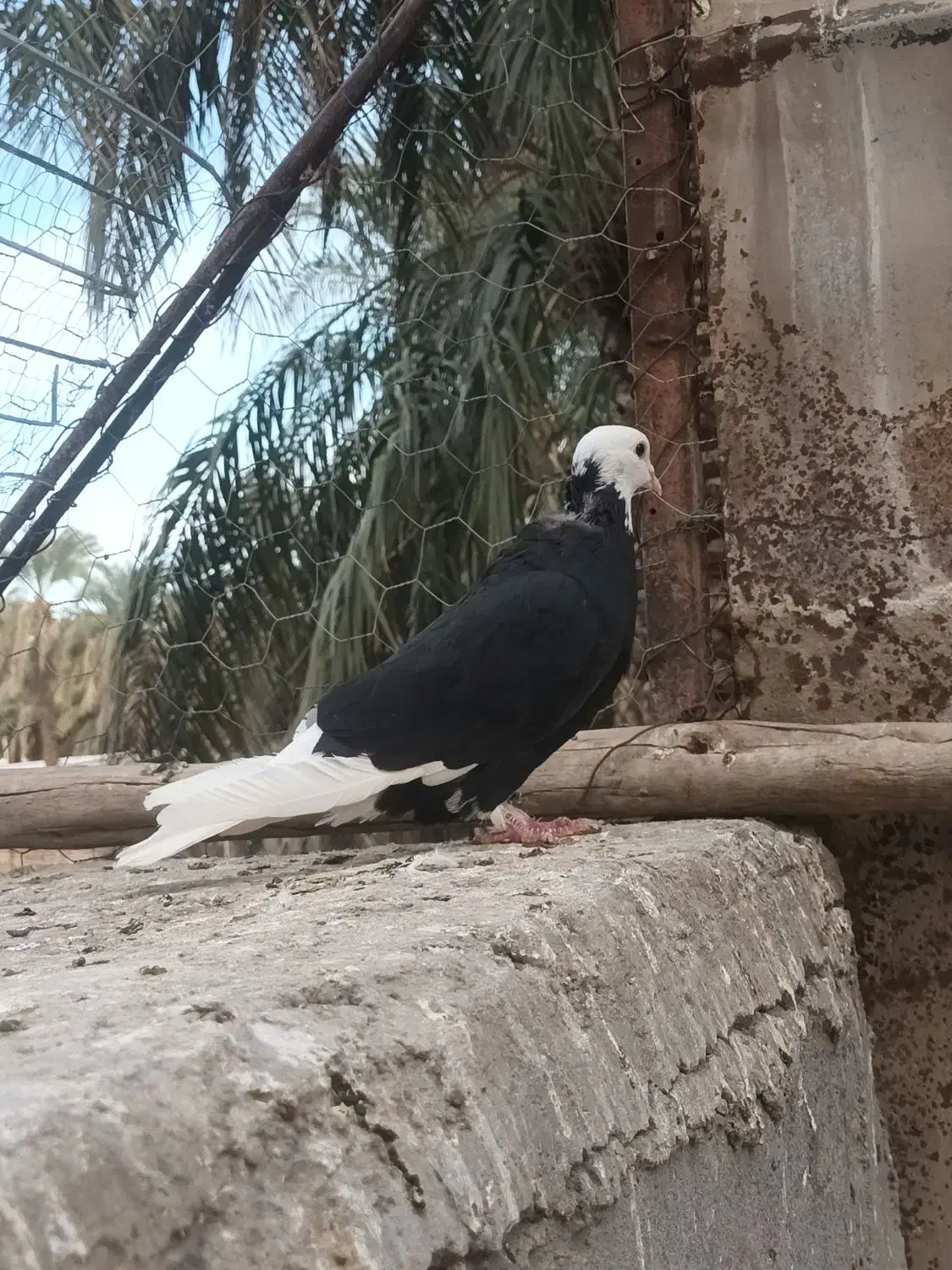 سیا پلنگ|پرنده|بم, |دیوار