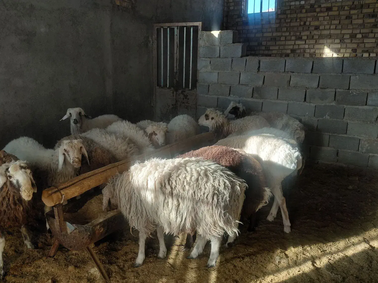 ۲۰تا بره ۴ماده ۱۶نر قیمت کیلو ۳۴۰ تکی فروش دارم|حیوانات مزرعه|نیمبلوک, |دیوار