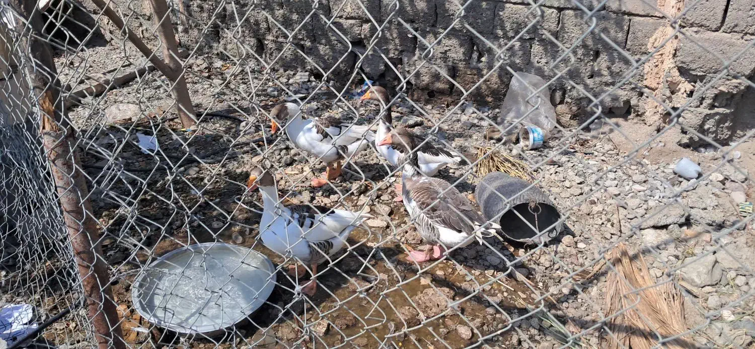 ۴ عدد غاز رودان|حیوانات مزرعه|رودان, |دیوار