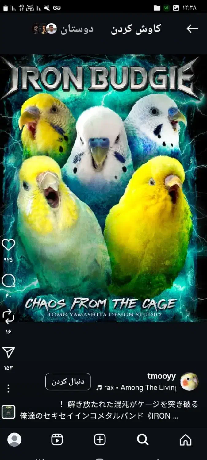 انواع مرغ عشق فروشی|پرنده|دالخانی, |دیوار