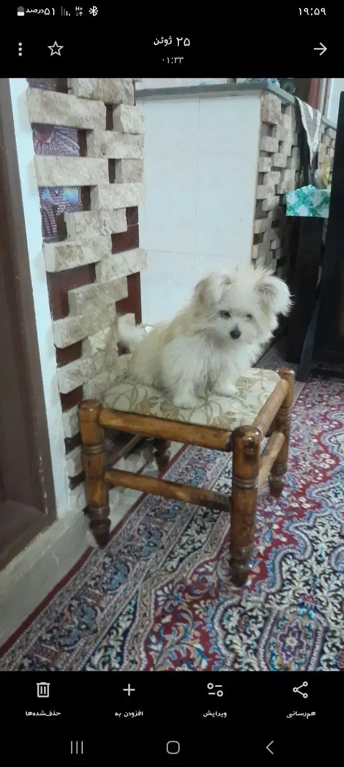 سگ پامر اشپیتز|سگ|اردبیل, |دیوار