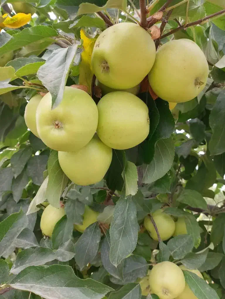 انواع نهال پربار و زودبازده|خدمات باغبانی و درختکاری|قروه, |دیوار